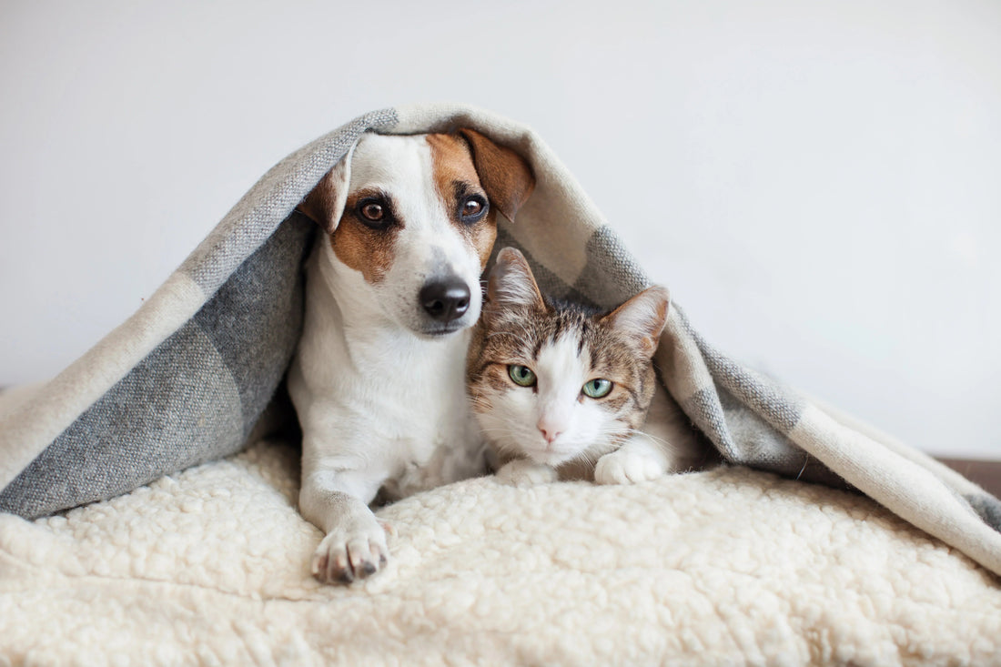 10 Must-Have Pet Accessories for 2025 — The Ultimate Guide for Irish Pet Owners - GlowPupi