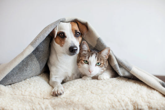 10 Must-Have Pet Accessories for 2025 — The Ultimate Guide for Irish Pet Owners - GlowPupi