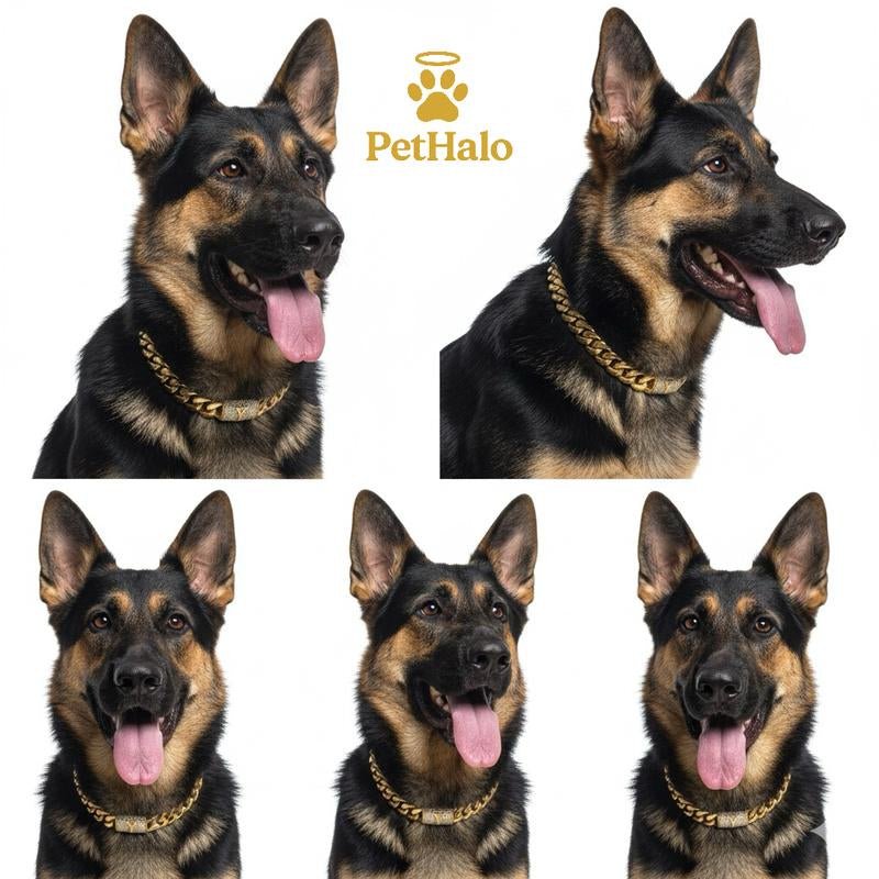 18K Gold Plated Cuban Chain Dog Collar with Custom Initial Pendant - GlowPupi